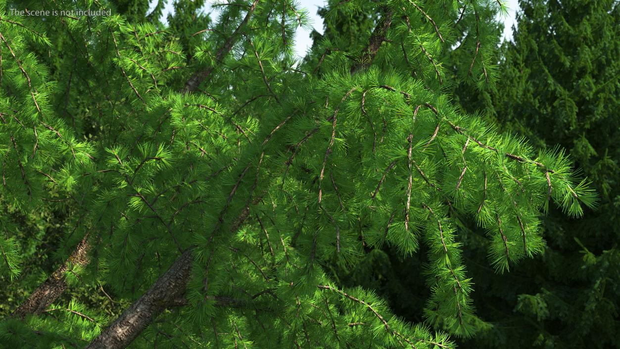 3D Tall Larch Tree Green