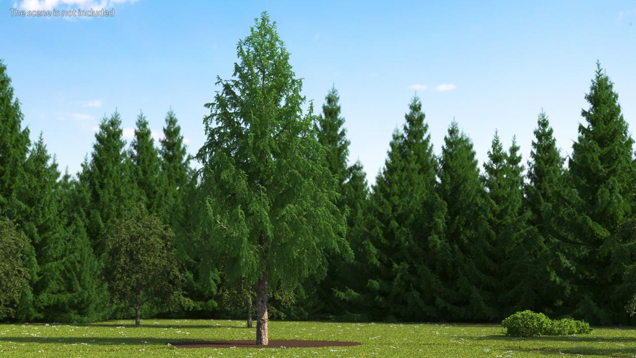 3D Tall Larch Tree Green