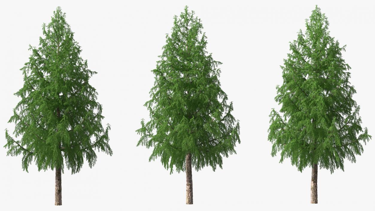 3D Tall Larch Tree Green