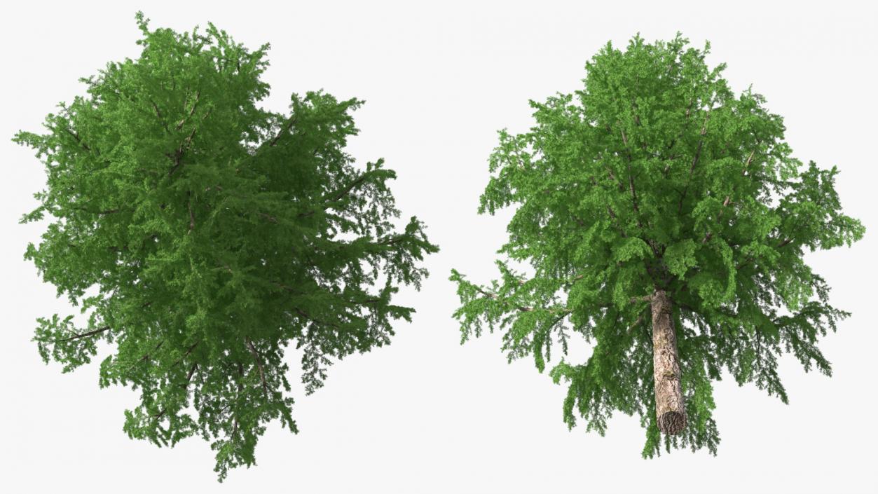 3D Tall Larch Tree Green