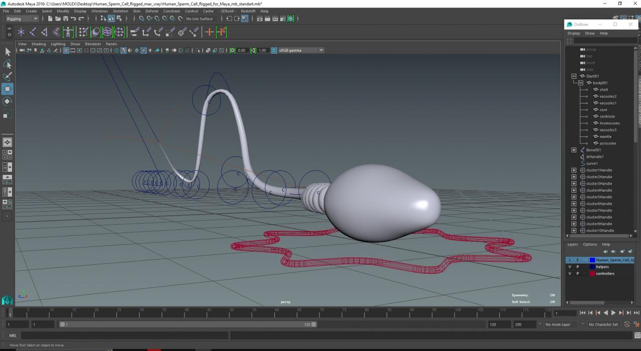 Human Sperm Cell Rigged for Maya 3D