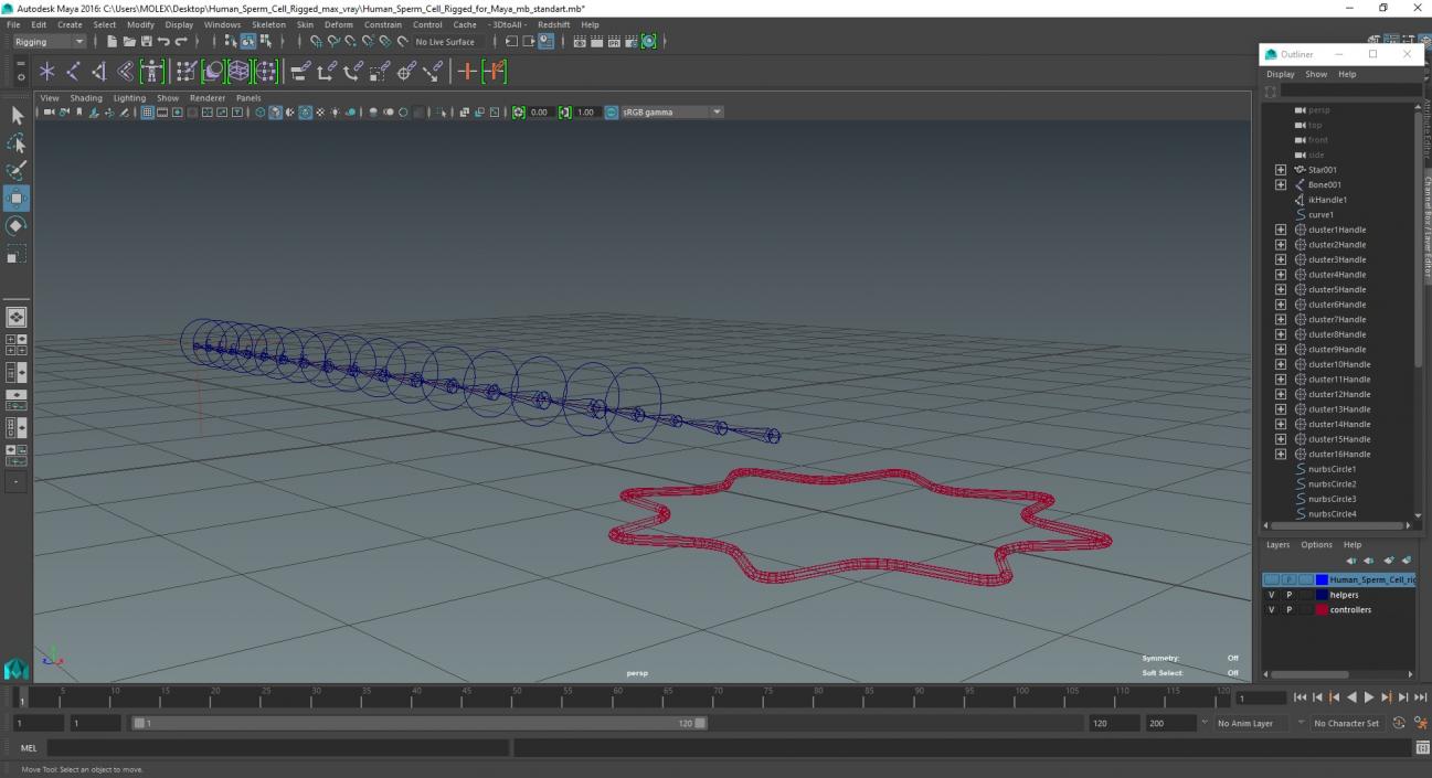 Human Sperm Cell Rigged for Maya 3D