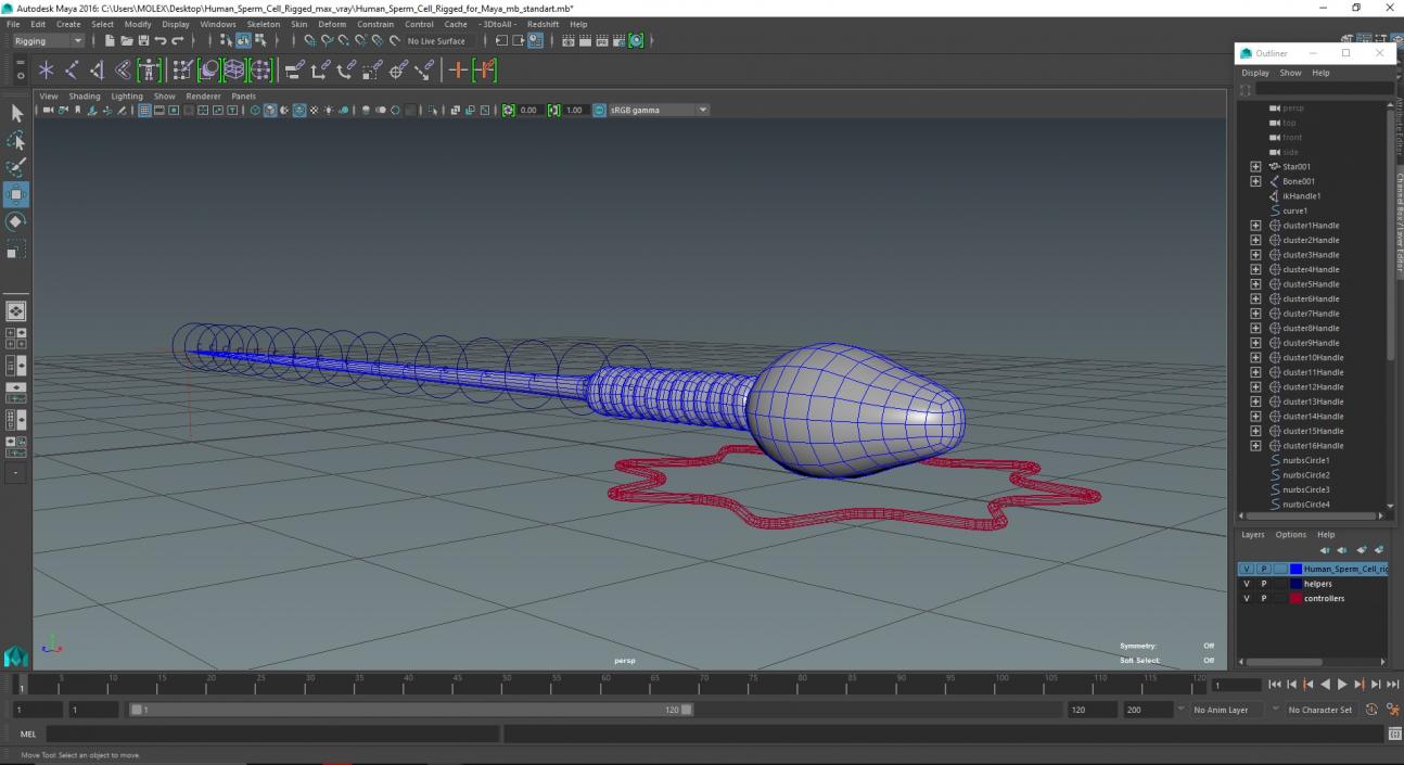 Human Sperm Cell Rigged for Maya 3D