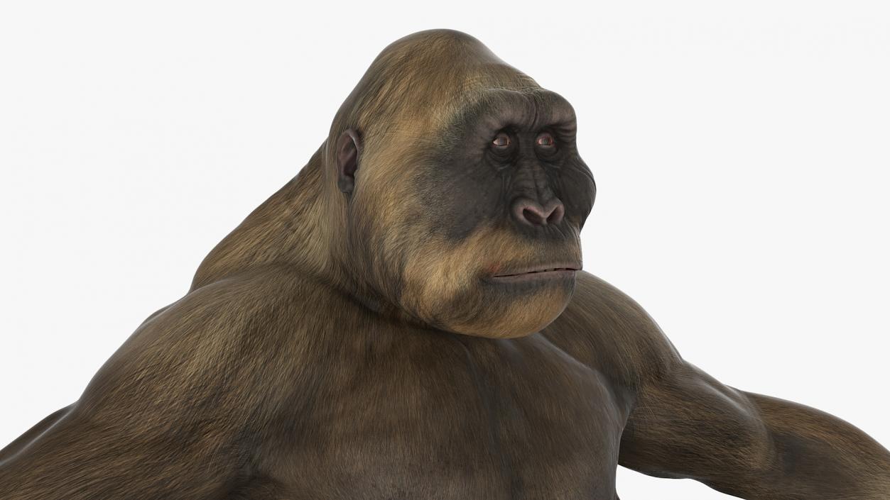 3D model Big Ape Gigantopithecus A-Pose