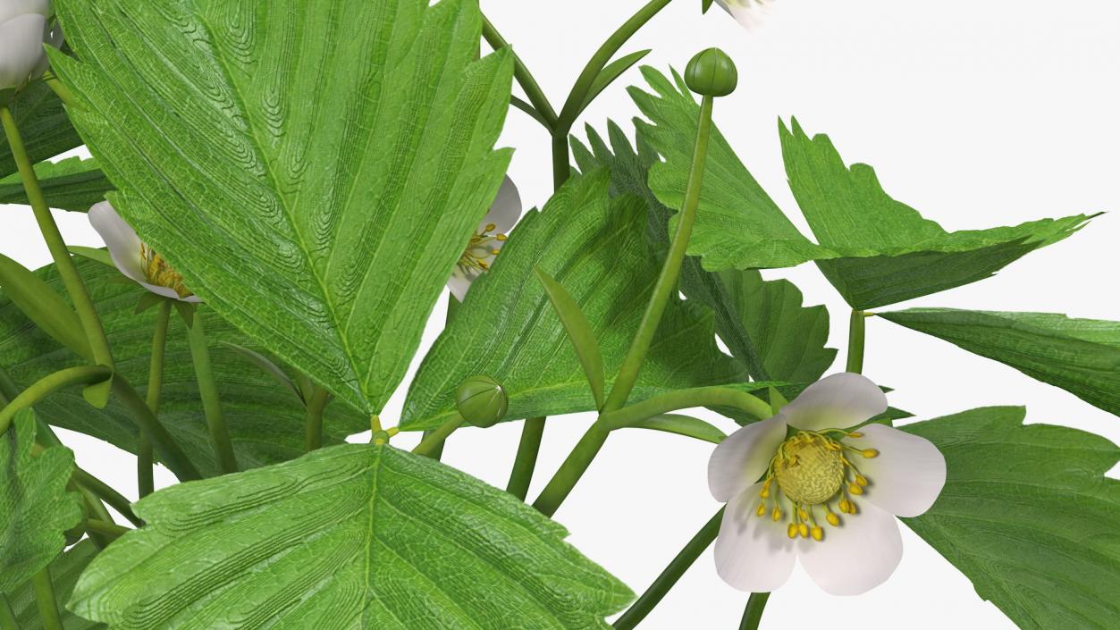 3D Garden Strawberry Plant with Flowers