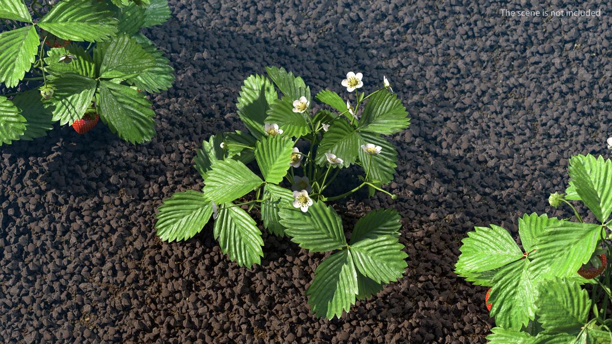 3D Garden Strawberry Plant with Flowers