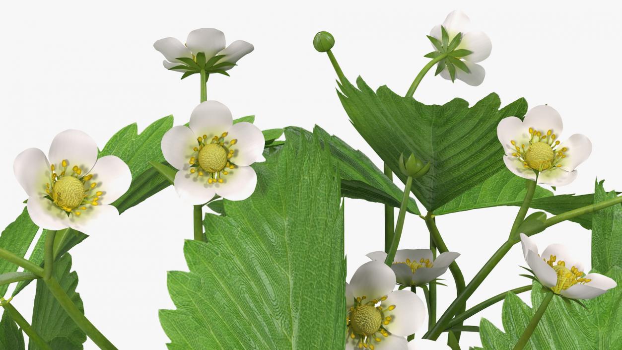 3D Garden Strawberry Plant with Flowers