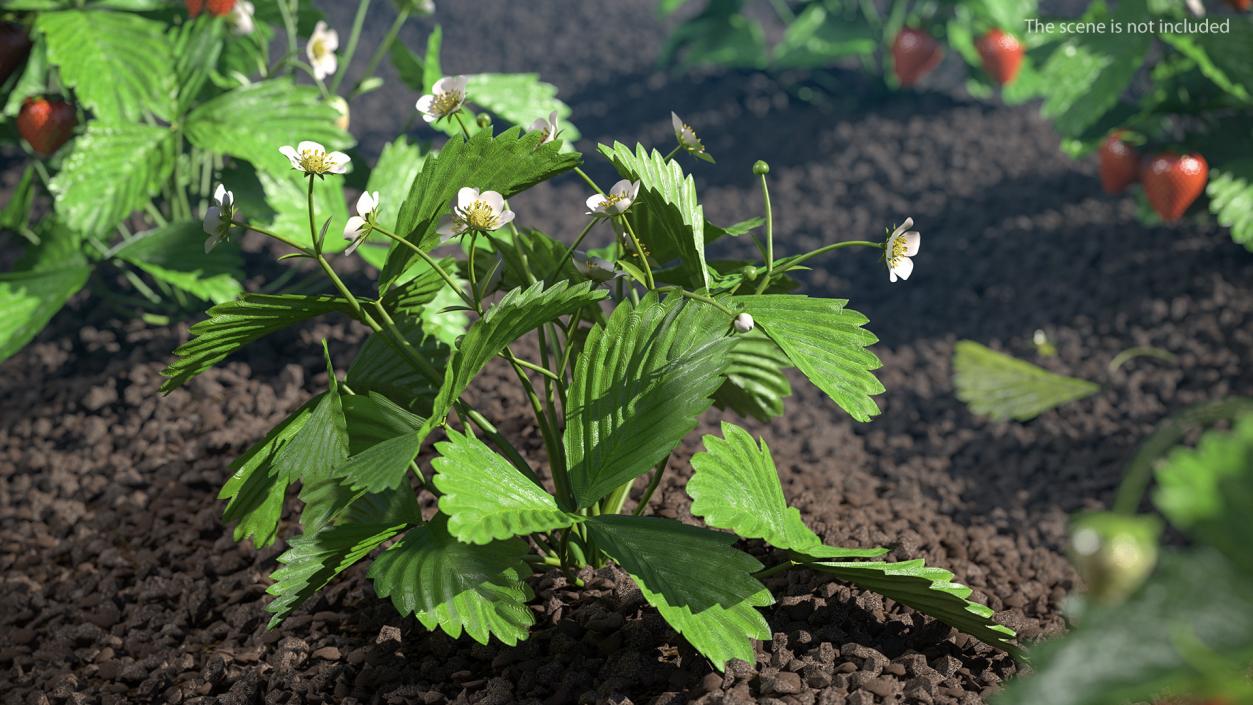 3D Garden Strawberry Plant with Flowers