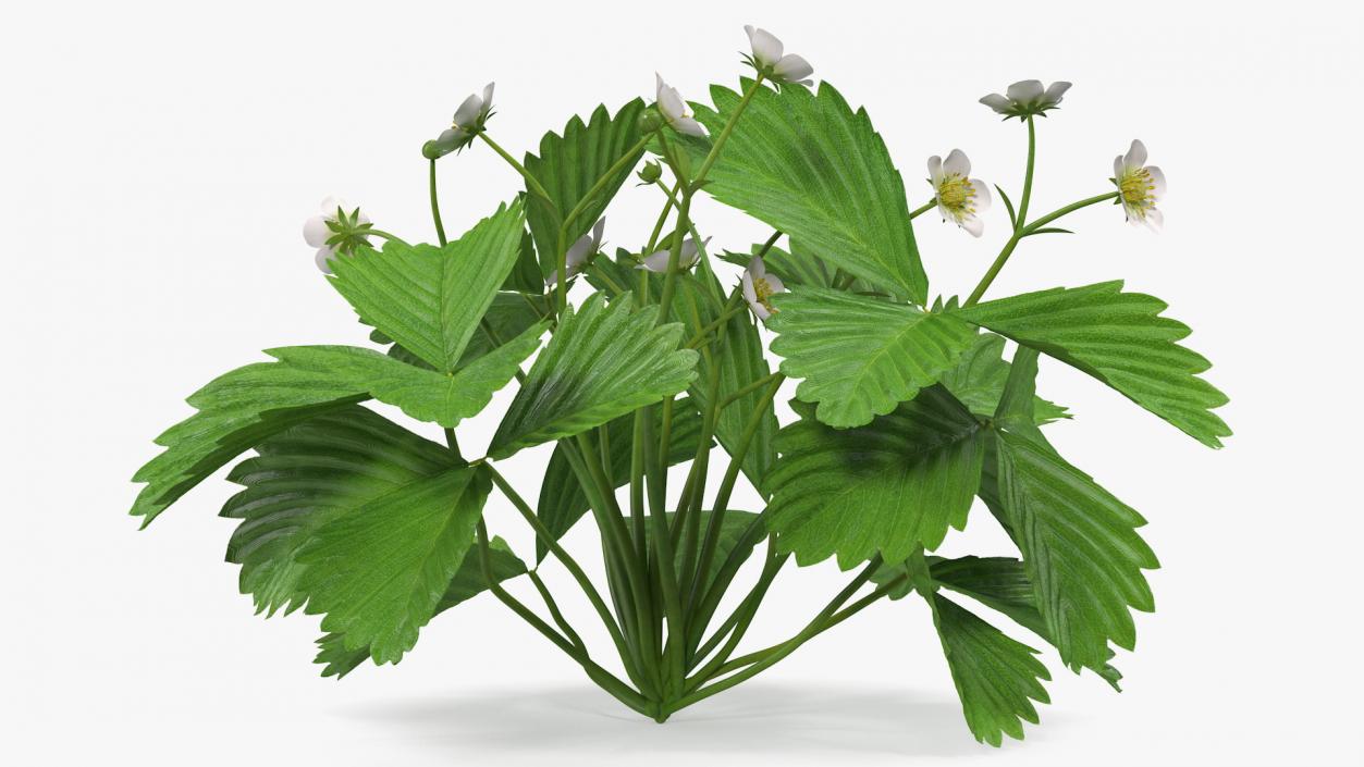 3D Garden Strawberry Plant with Flowers