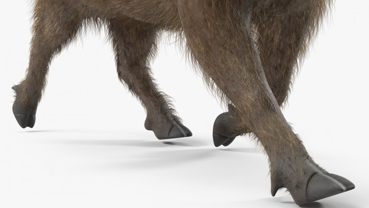 3D African Boar Walking Pose Fur 2