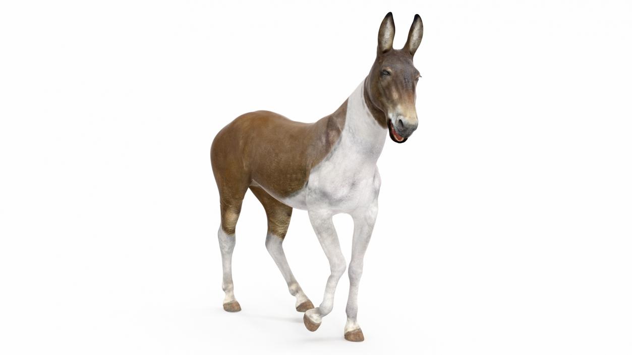 3D Mule Rigged 2 model