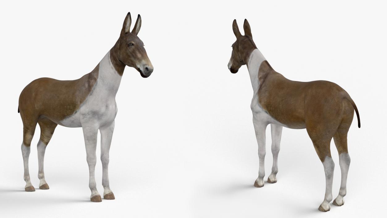 3D Mule Rigged 2 model