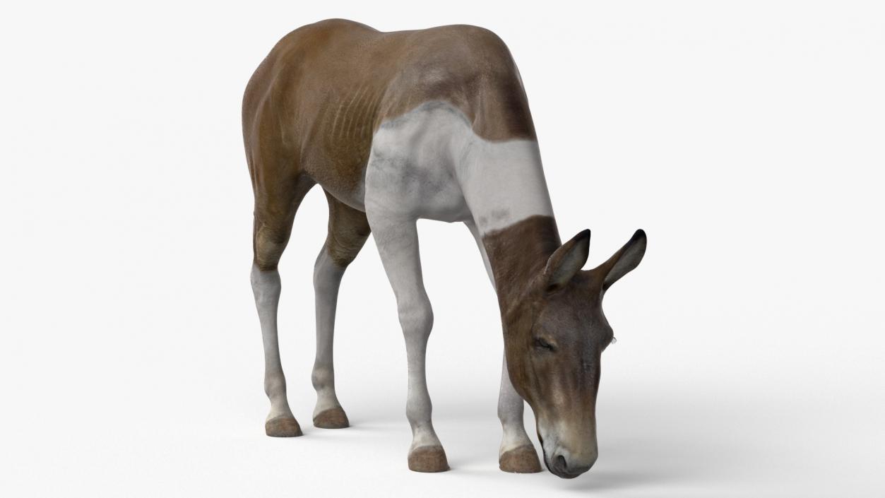 3D Mule Rigged 2 model