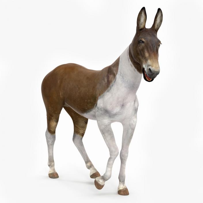 3D Mule Rigged 2 model