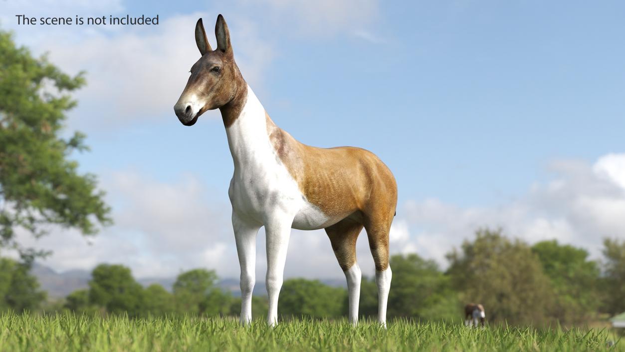 3D Mule Rigged 2 model