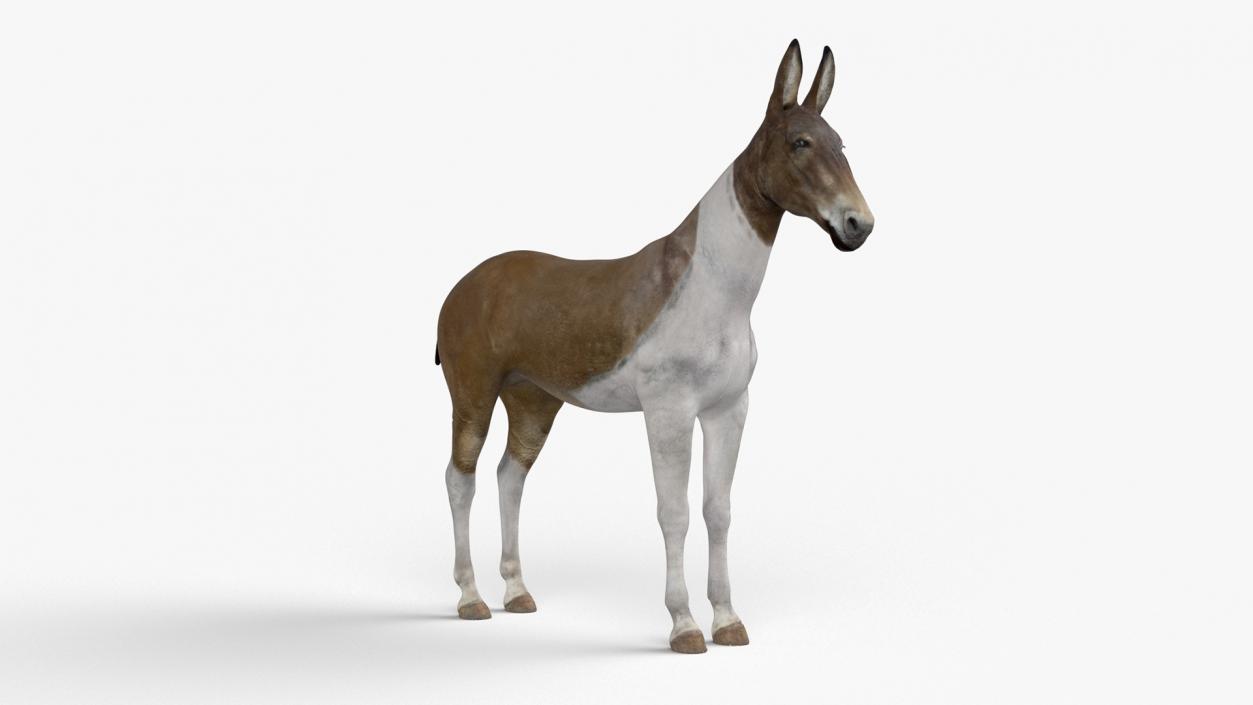 3D Mule Rigged 2 model