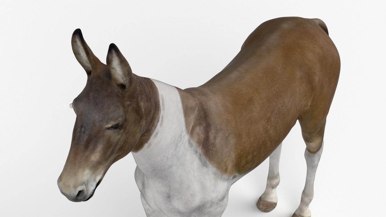 3D Mule Rigged 2 model