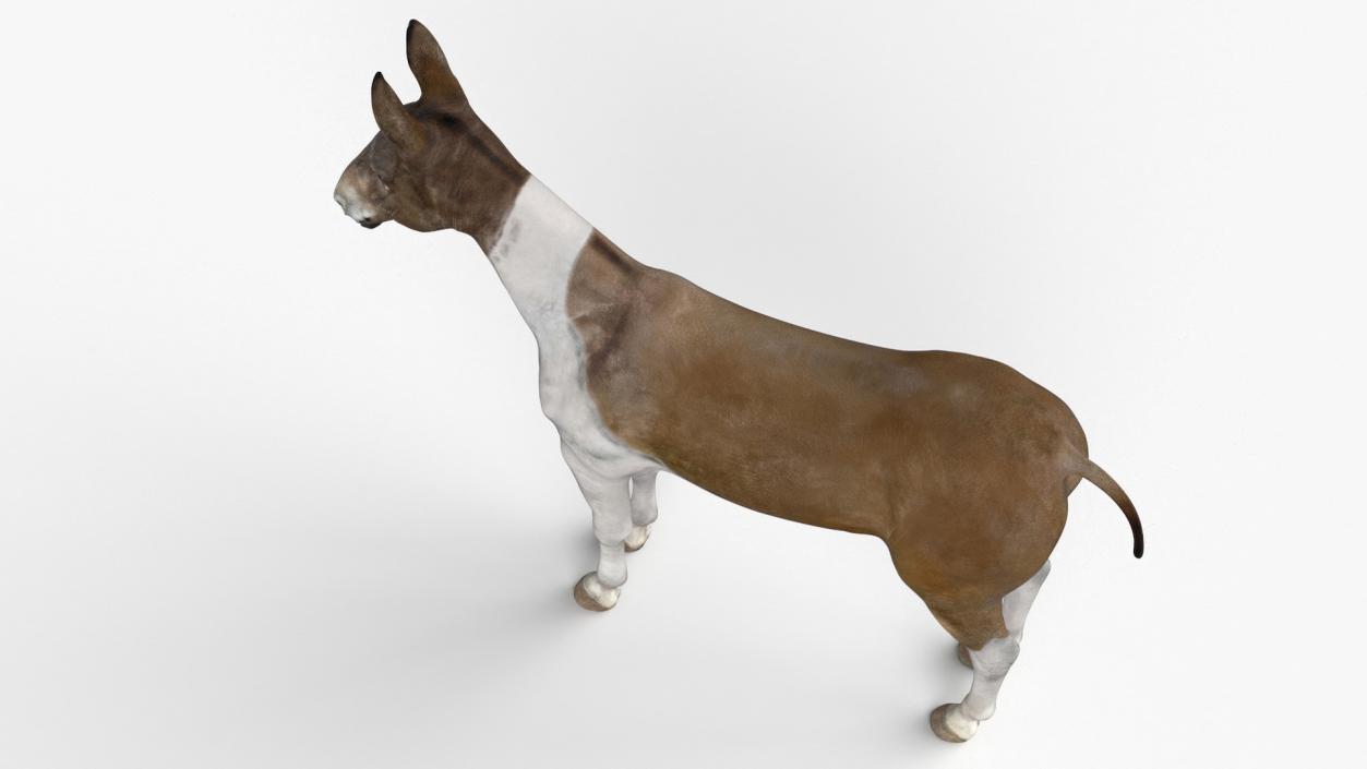 3D Mule Rigged 2 model