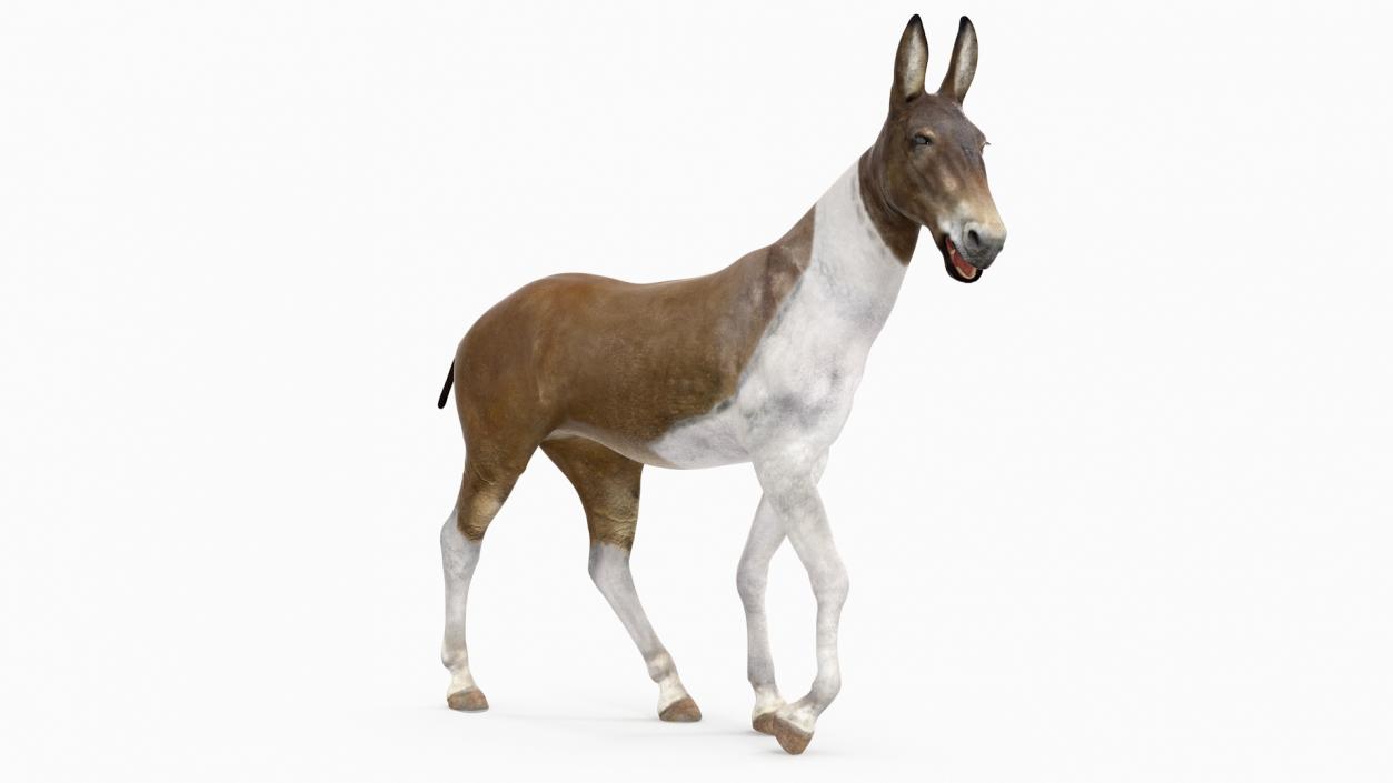 3D Mule Rigged 2 model