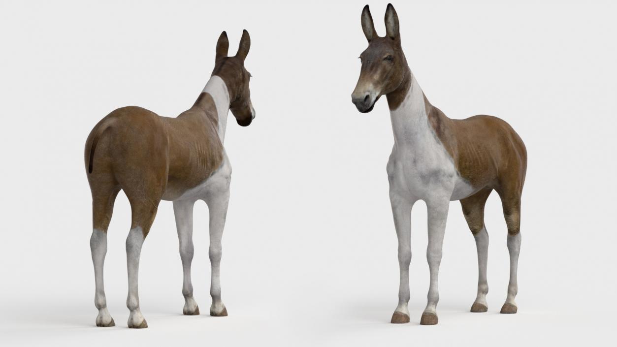 3D Mule Rigged 2 model