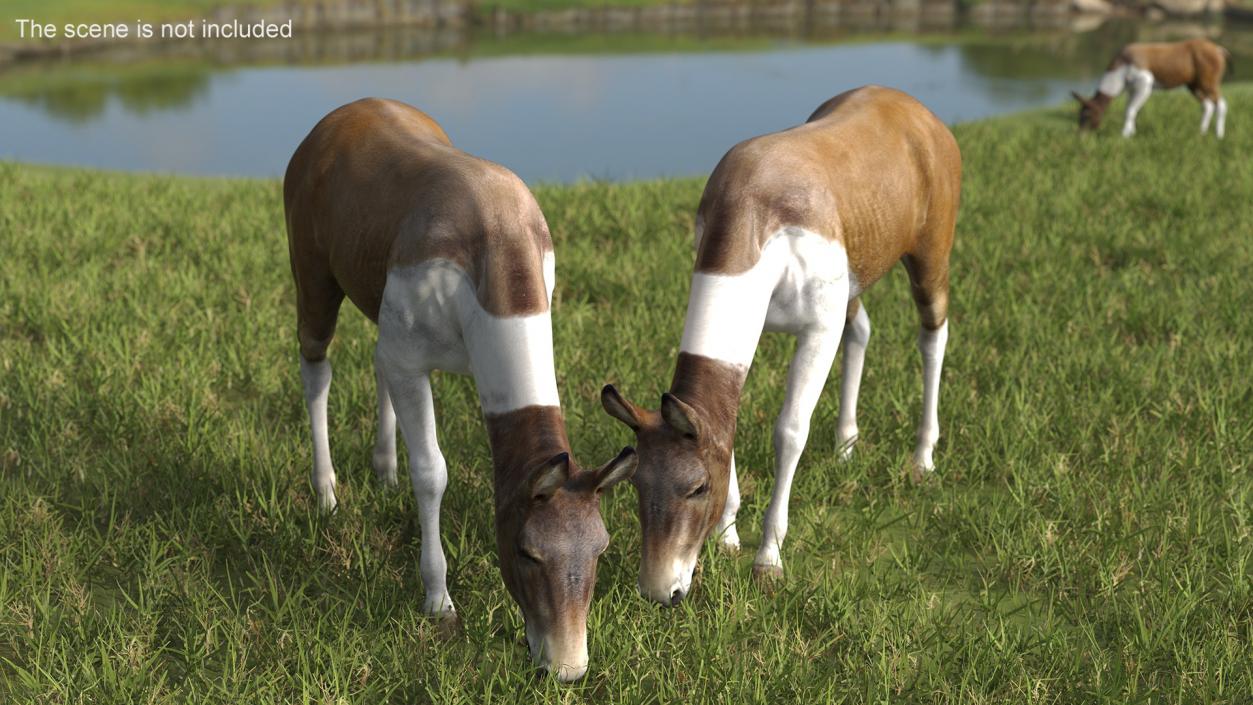 3D Mule Rigged 2 model