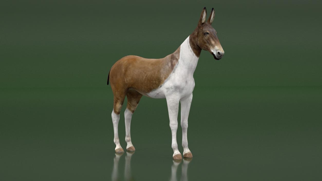 3D Mule Rigged 2 model