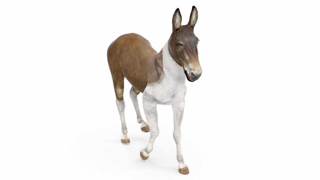 3D Mule Rigged 2 model