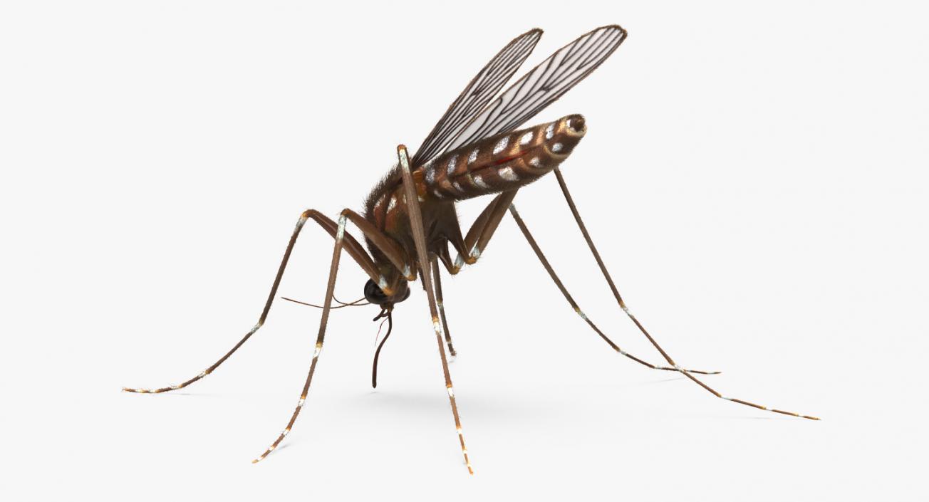 Mosquito Sucks Blood with Fur 3D model