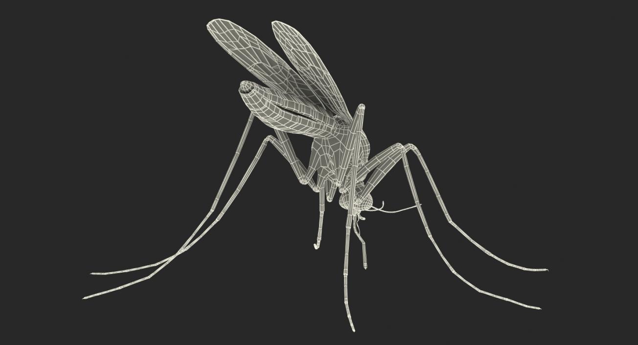 Mosquito Sucks Blood with Fur 3D model