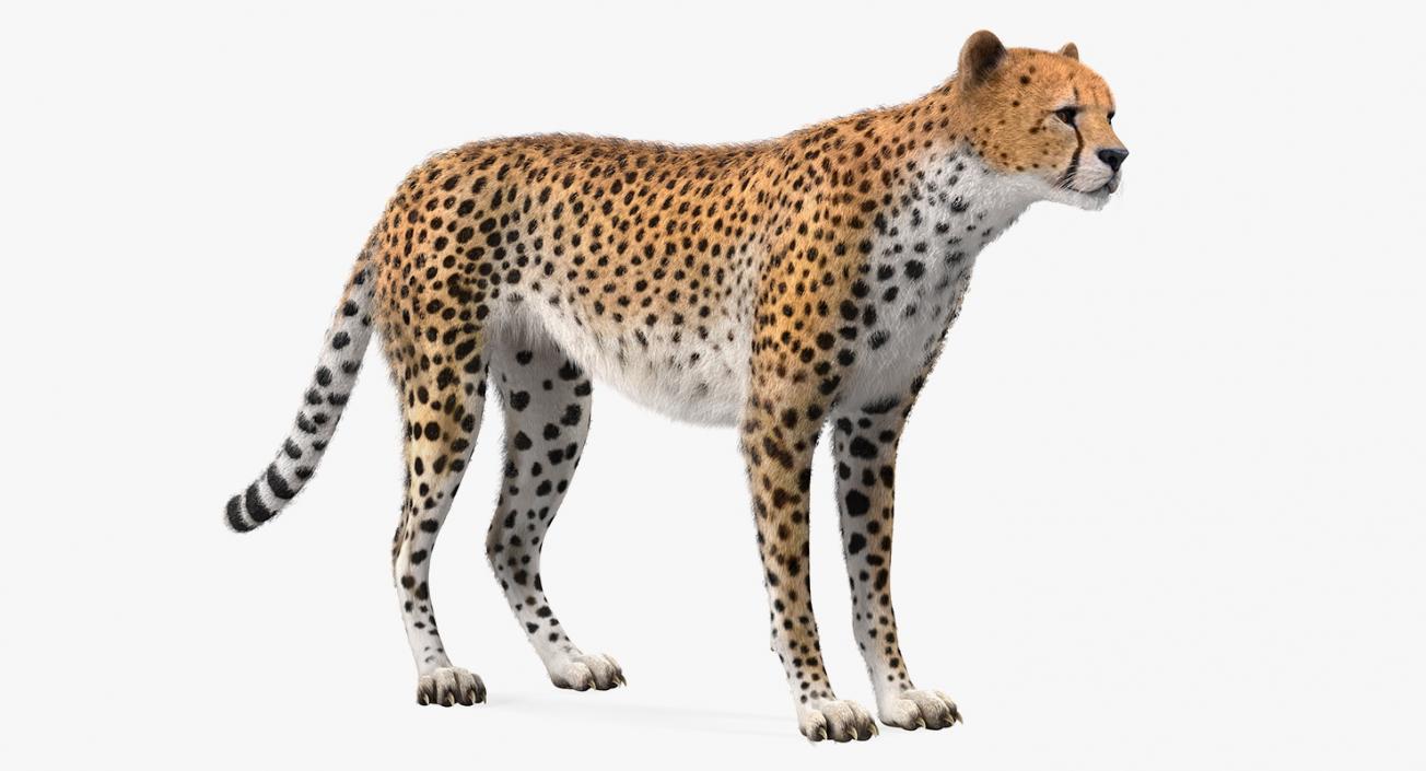 3D Cheetah with Fur