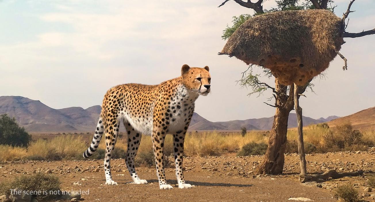 3D Cheetah with Fur