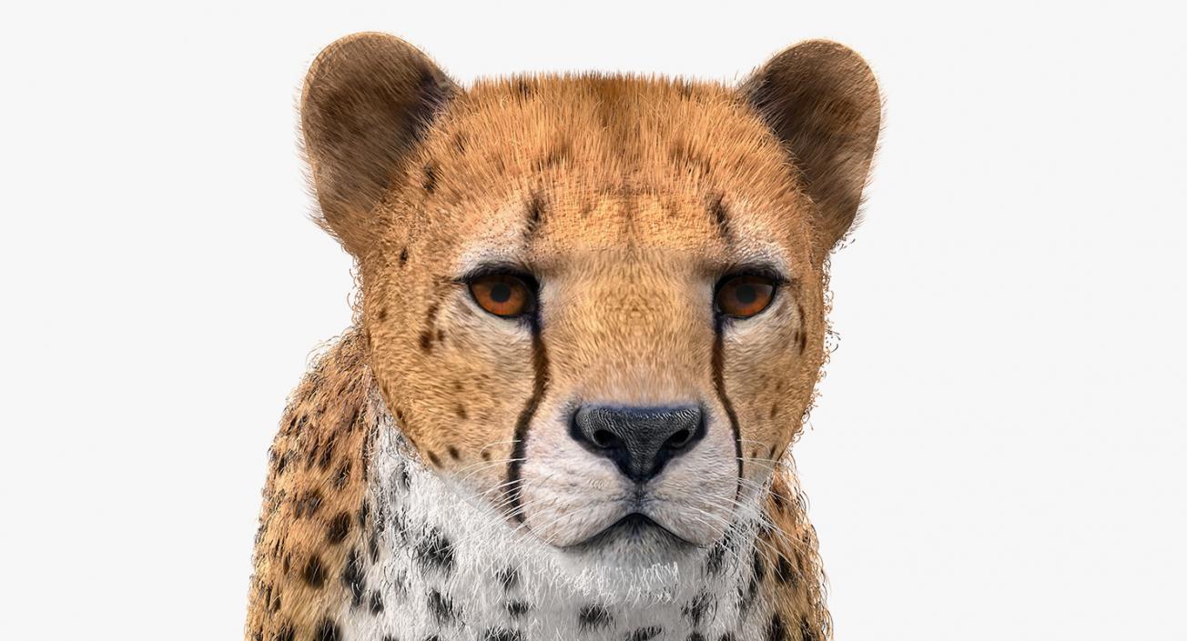 3D Cheetah with Fur