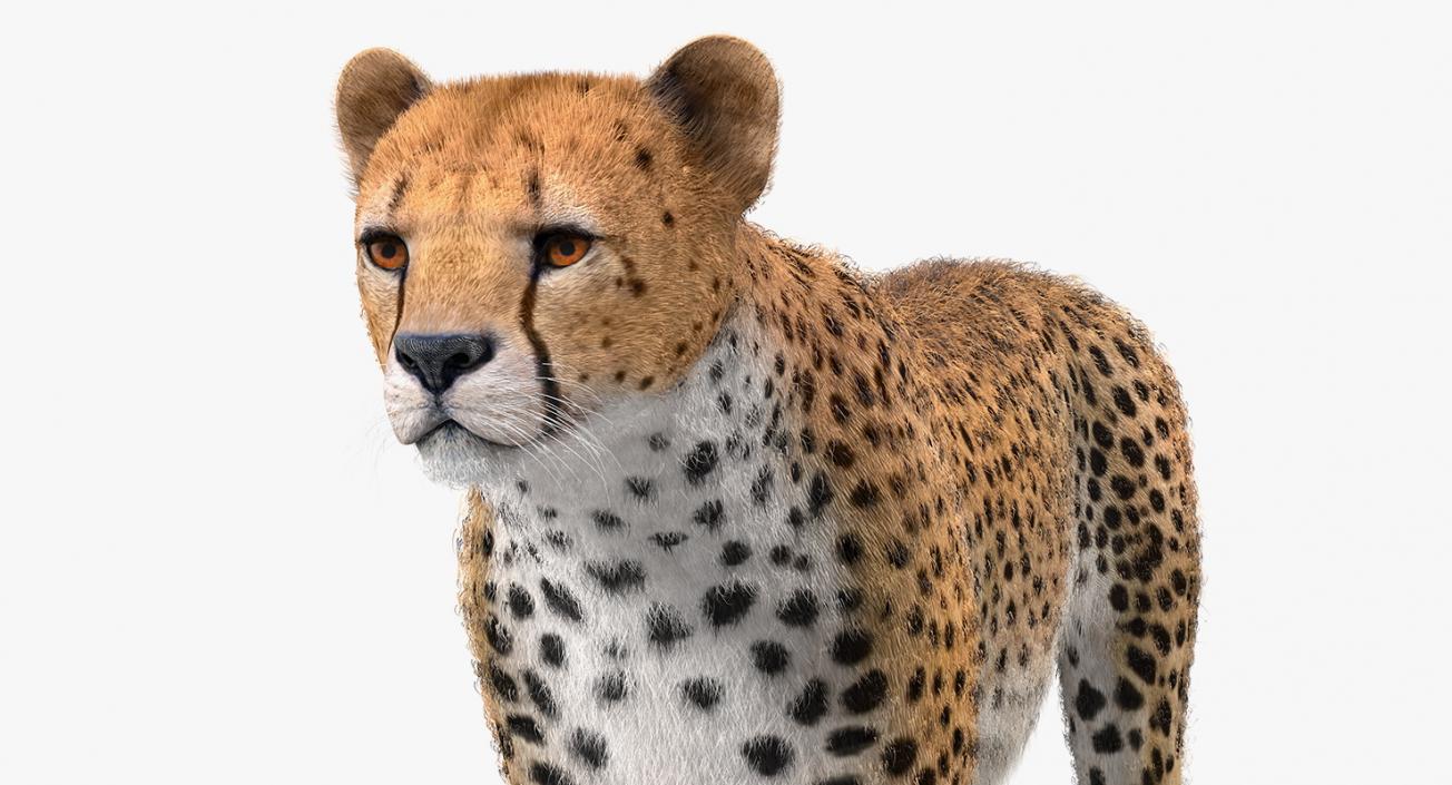 3D Cheetah with Fur