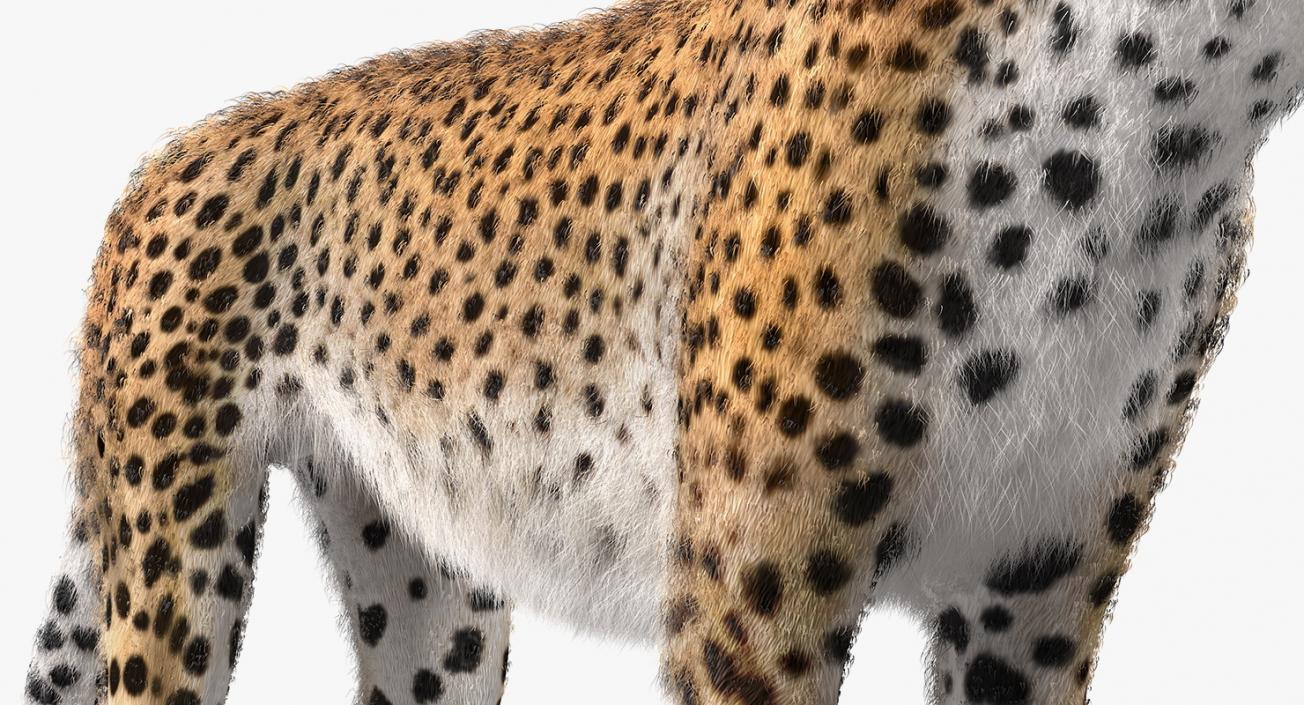 3D Cheetah with Fur