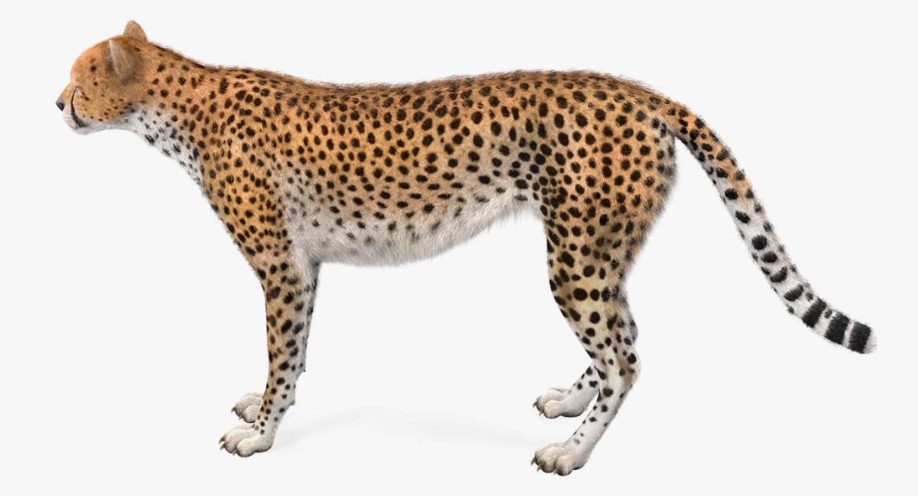 3D Cheetah with Fur