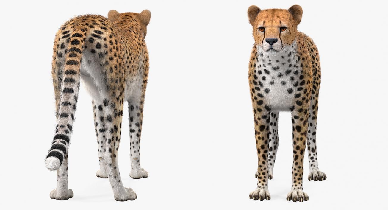 3D Cheetah with Fur