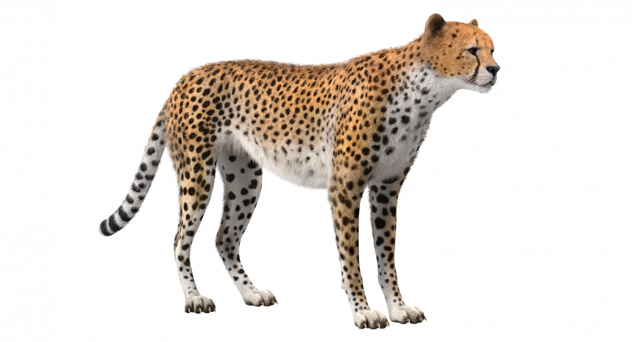 3D Cheetah with Fur