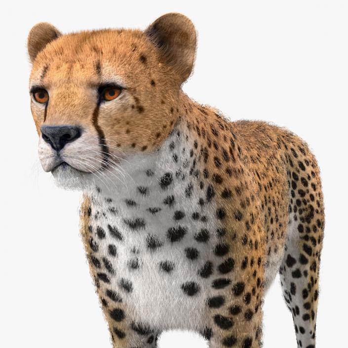 3D Cheetah with Fur