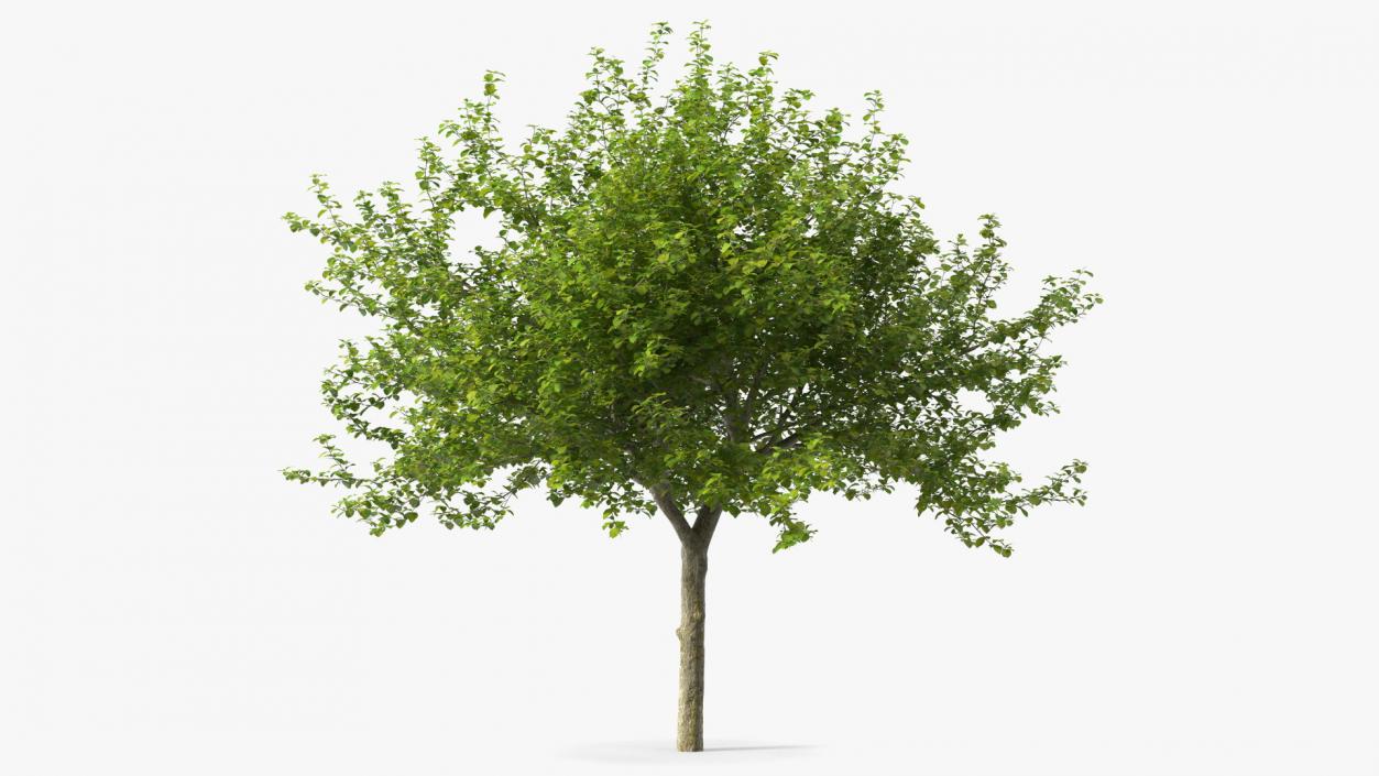 Cockspur Hawthorn 3D