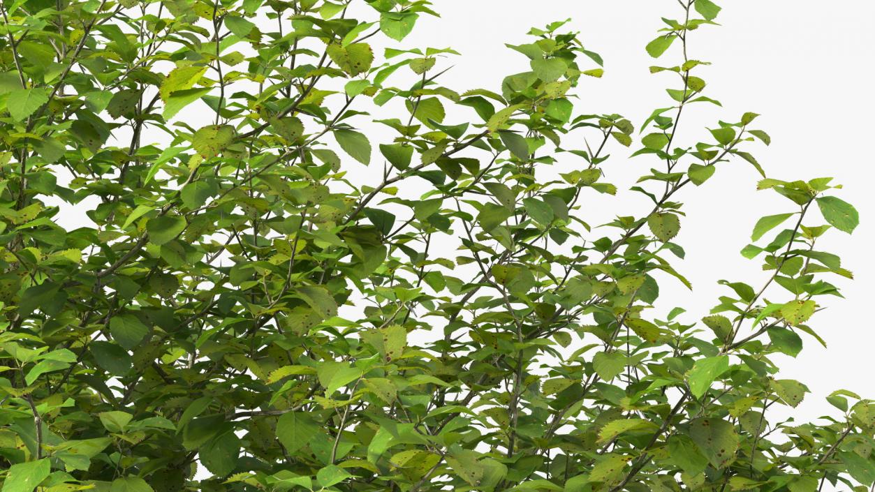 Cockspur Hawthorn 3D