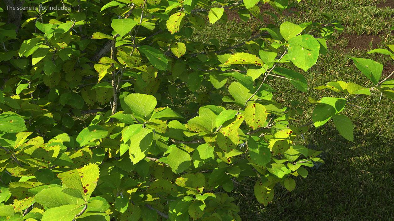 Cockspur Hawthorn 3D