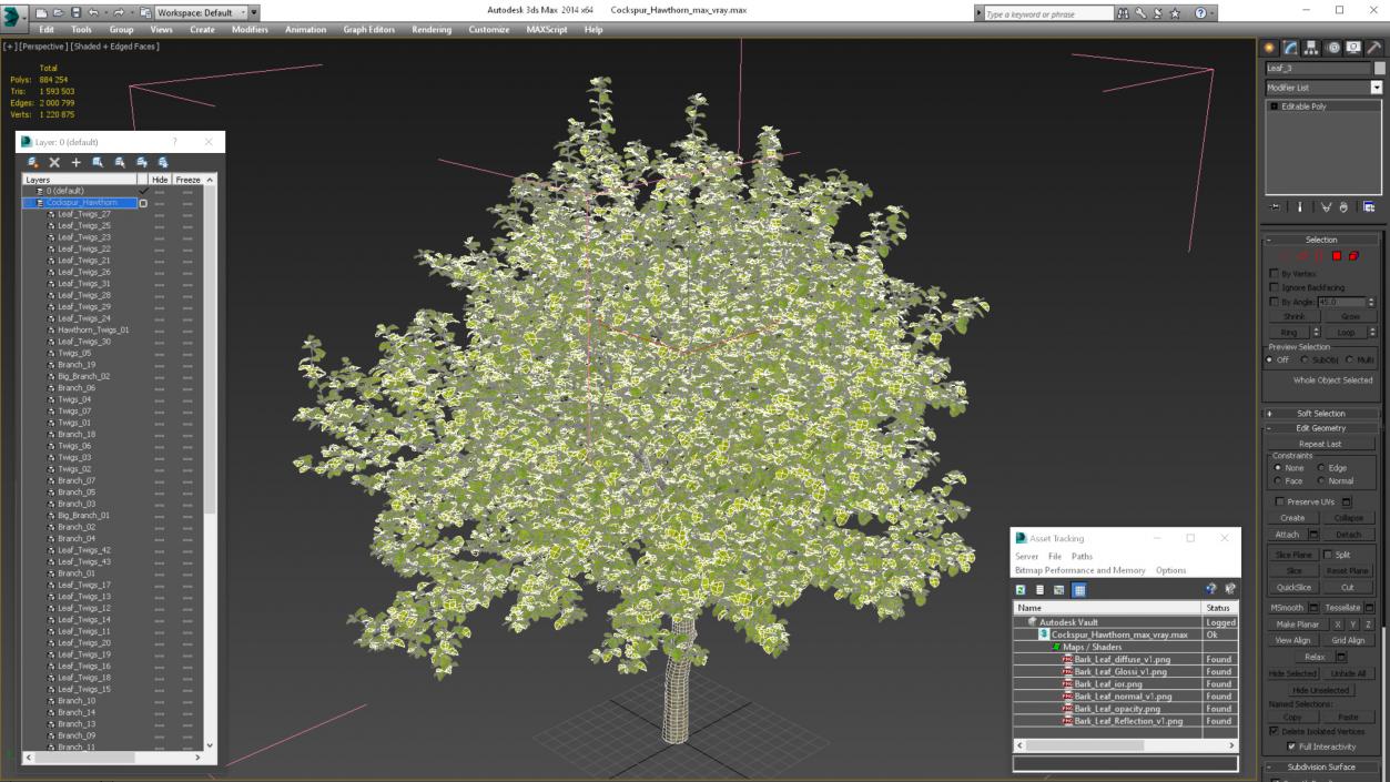 Cockspur Hawthorn 3D