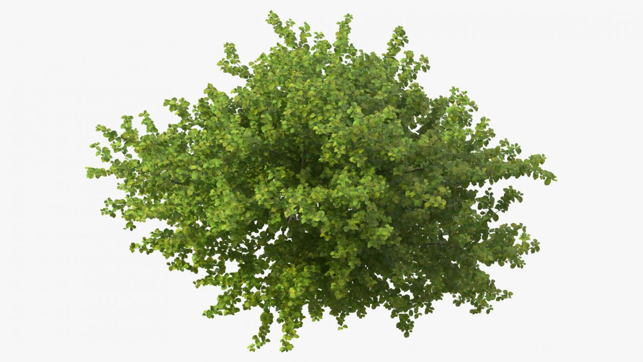 Cockspur Hawthorn 3D