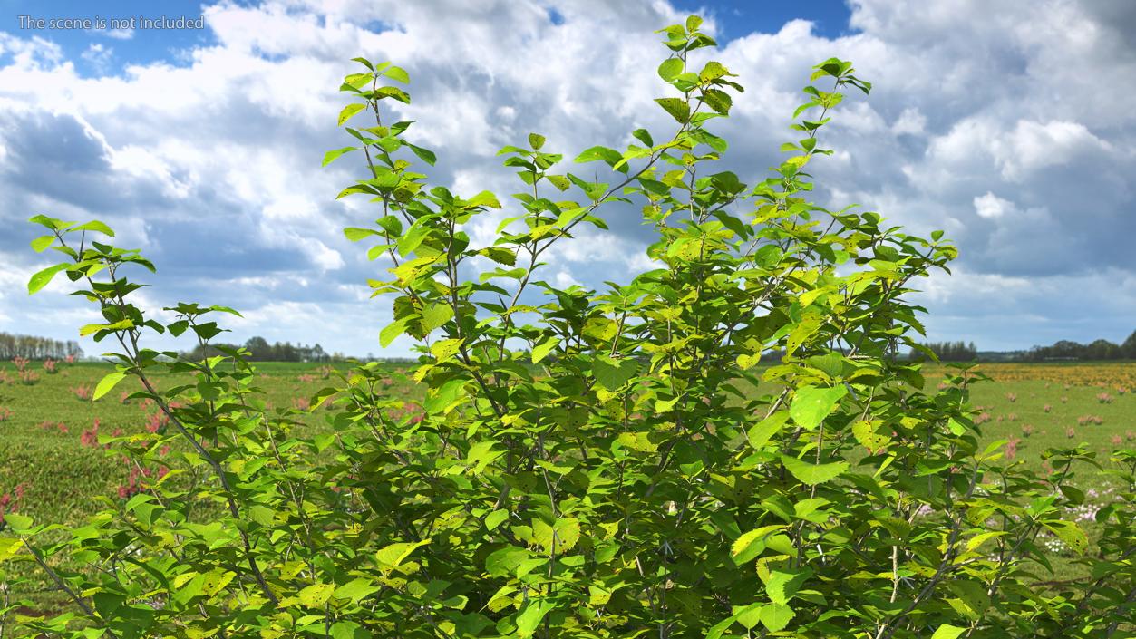 Cockspur Hawthorn 3D