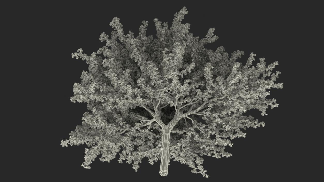 Cockspur Hawthorn 3D