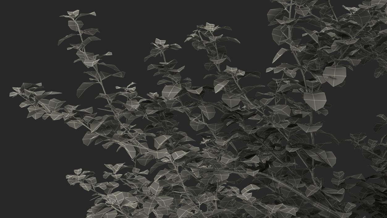 Cockspur Hawthorn 3D