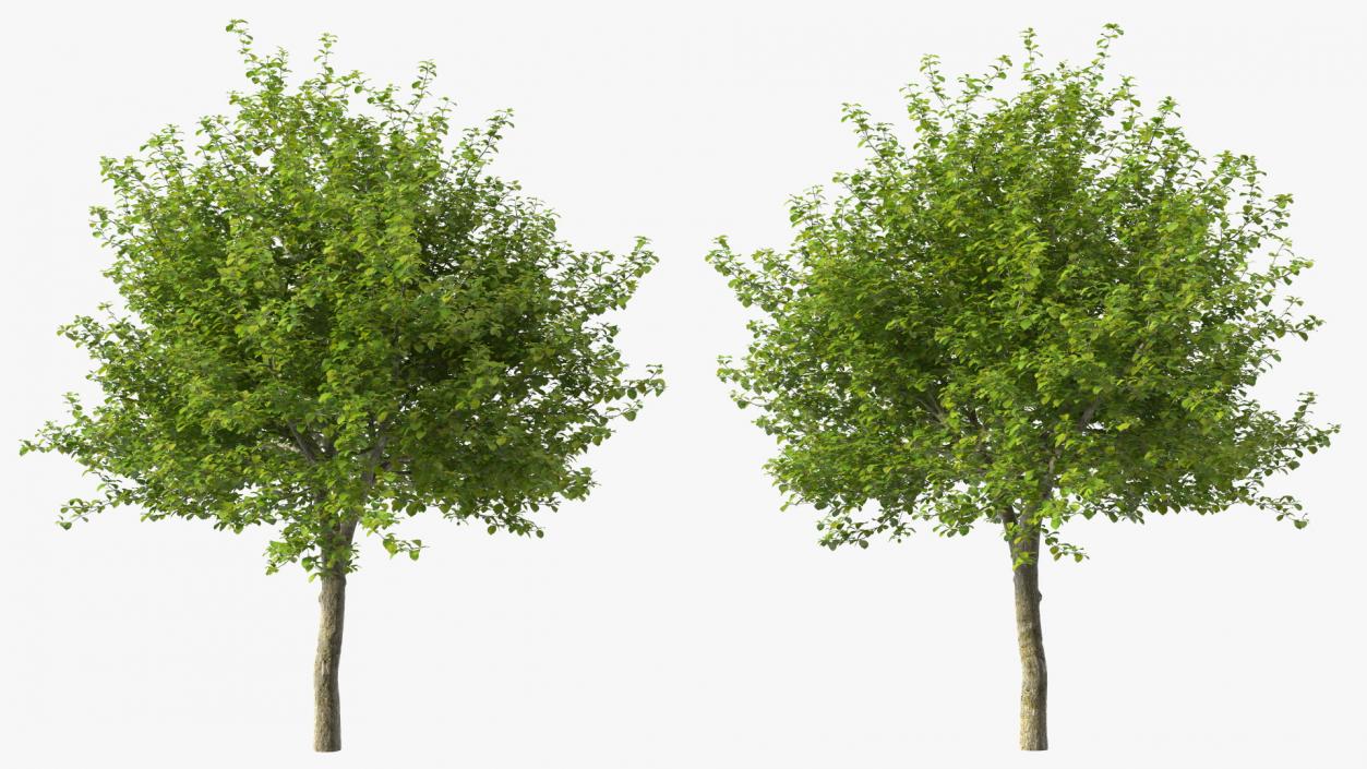 Cockspur Hawthorn 3D