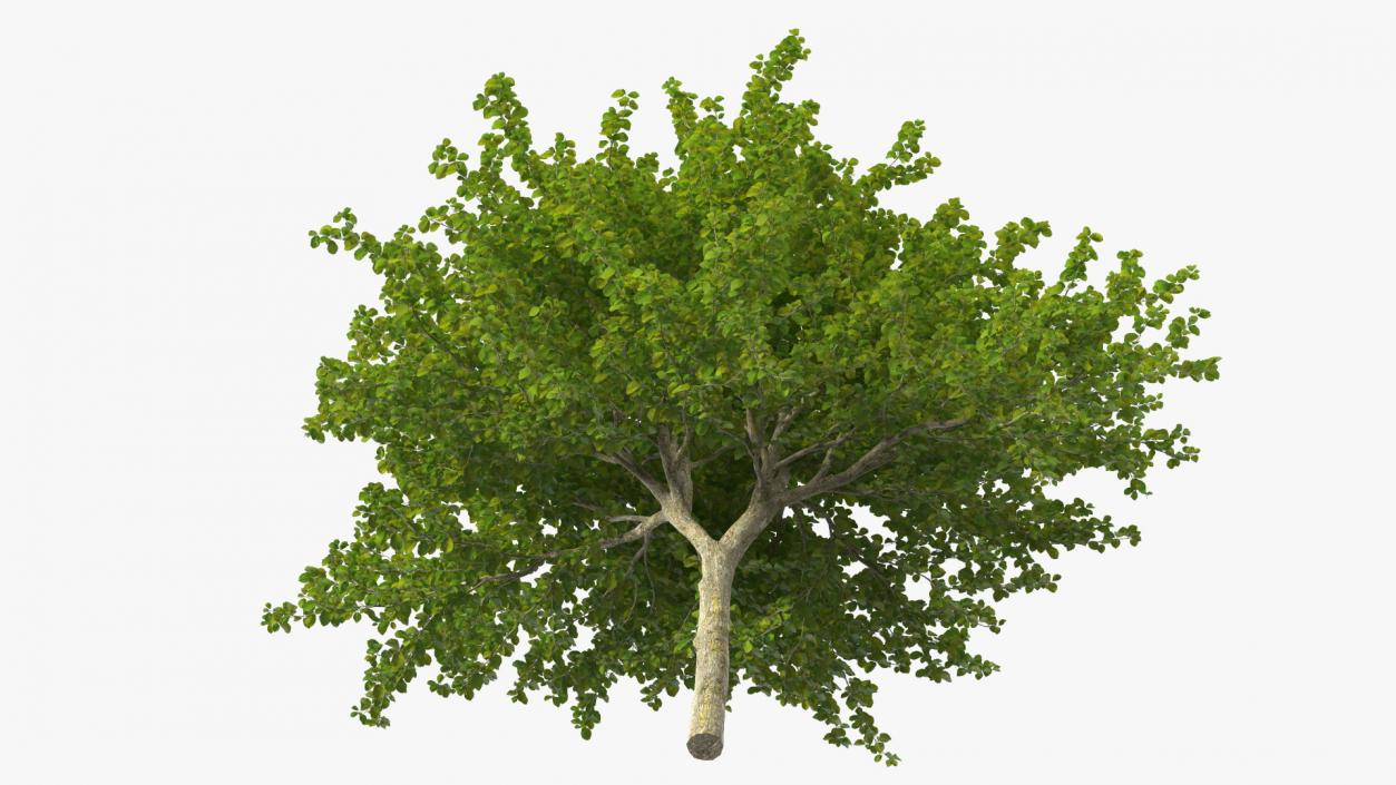 Cockspur Hawthorn 3D