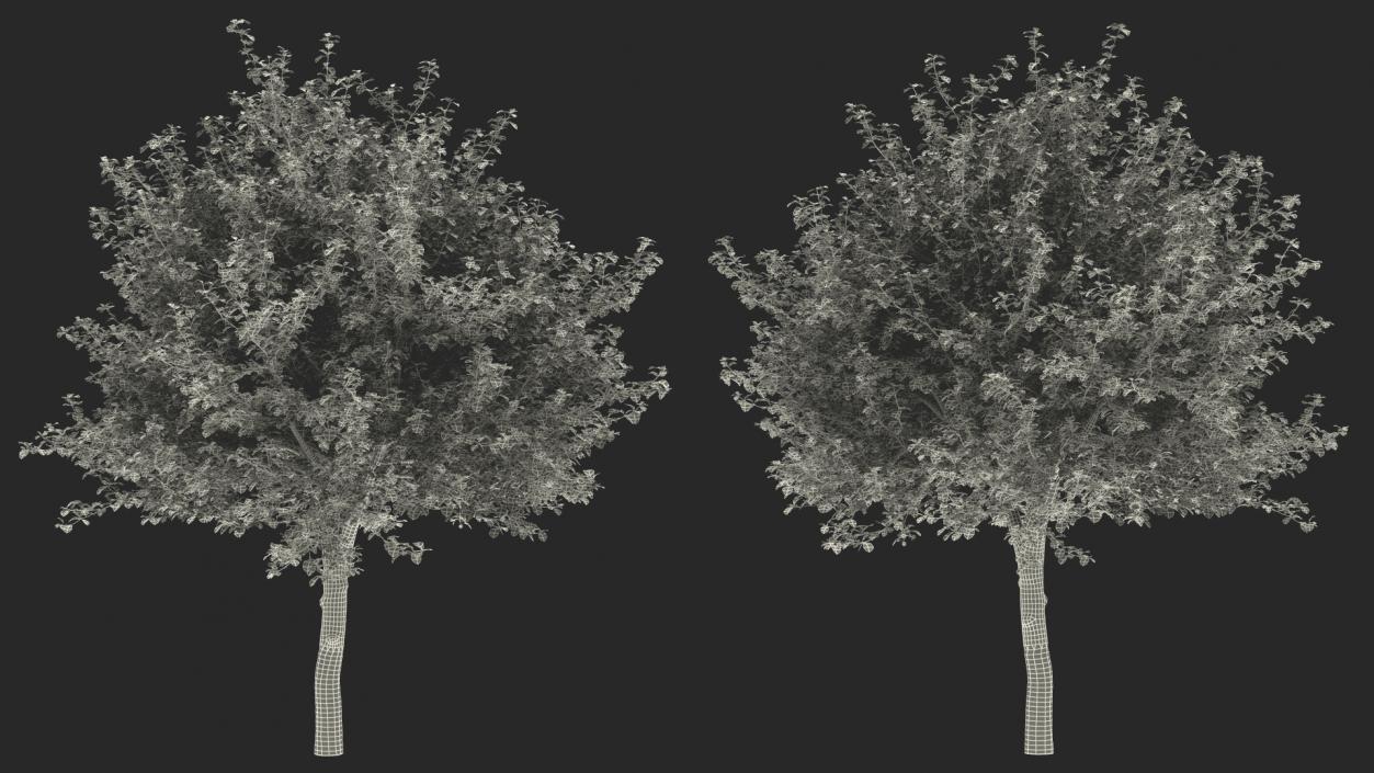 Cockspur Hawthorn 3D