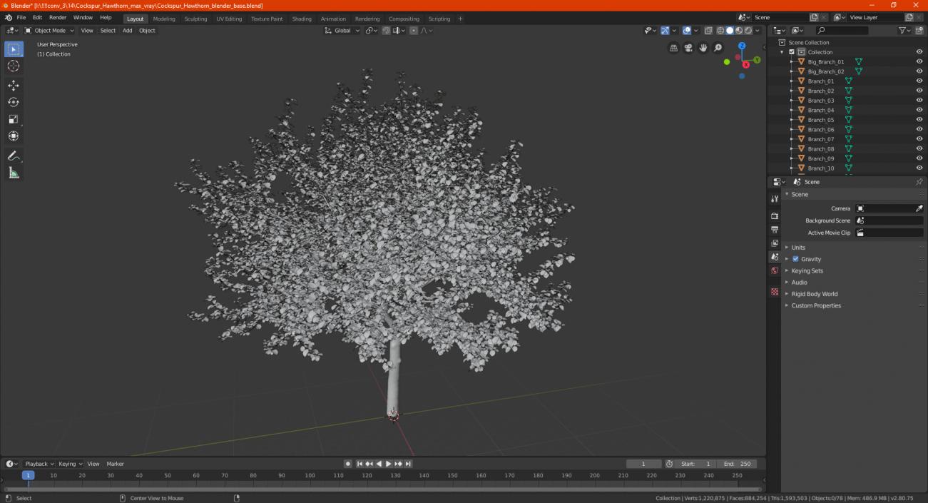 Cockspur Hawthorn 3D